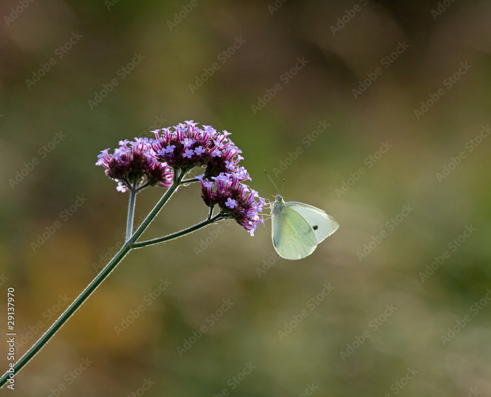 Naklejka premium Small White butterfly on Verbena Bonariensis