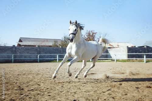Foto Horse power