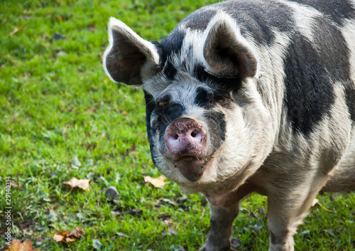 фотографія Saddle-back pig
