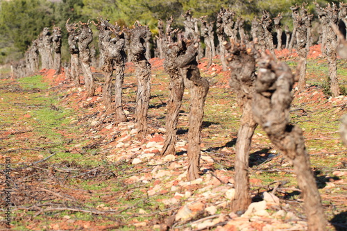 Vignoble languedocien photo