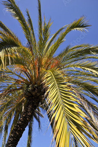 Feuilles de palmier sur fond de ciel bleu