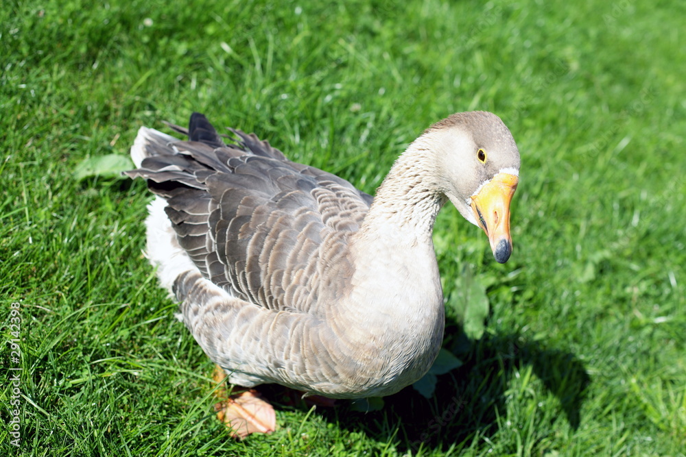 Domestic goose Domestic goose