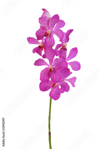 Orchid Cluster © Atiketta Sangasaeng