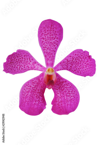 Orchid Head