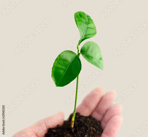 sprout in hand on grey background