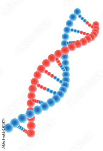 DNA model on white background