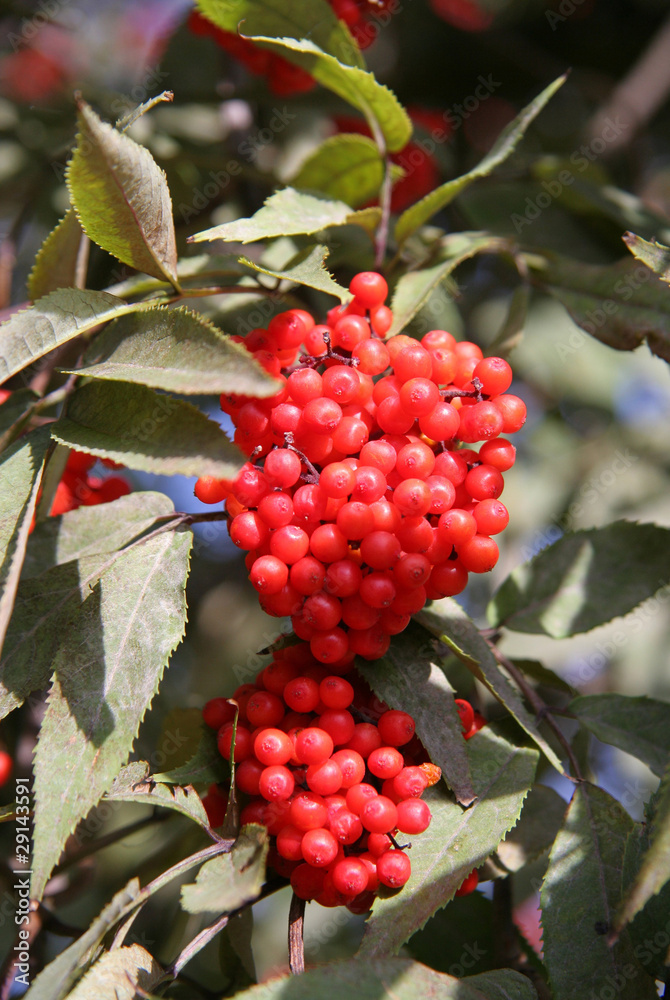 Branch Red Elderberry