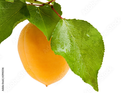 Ripe apricot on branch