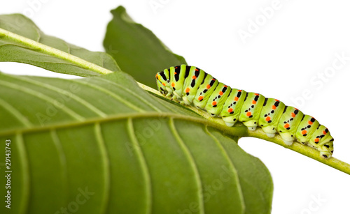 side view of caterpillar on leaf © abet