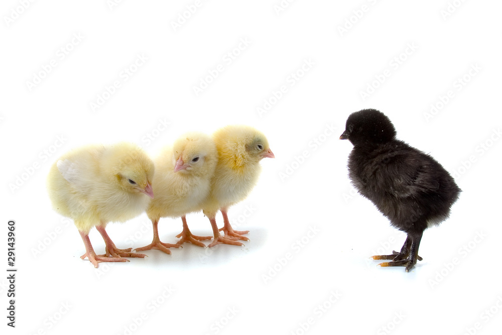 Yellow chickens and black chick