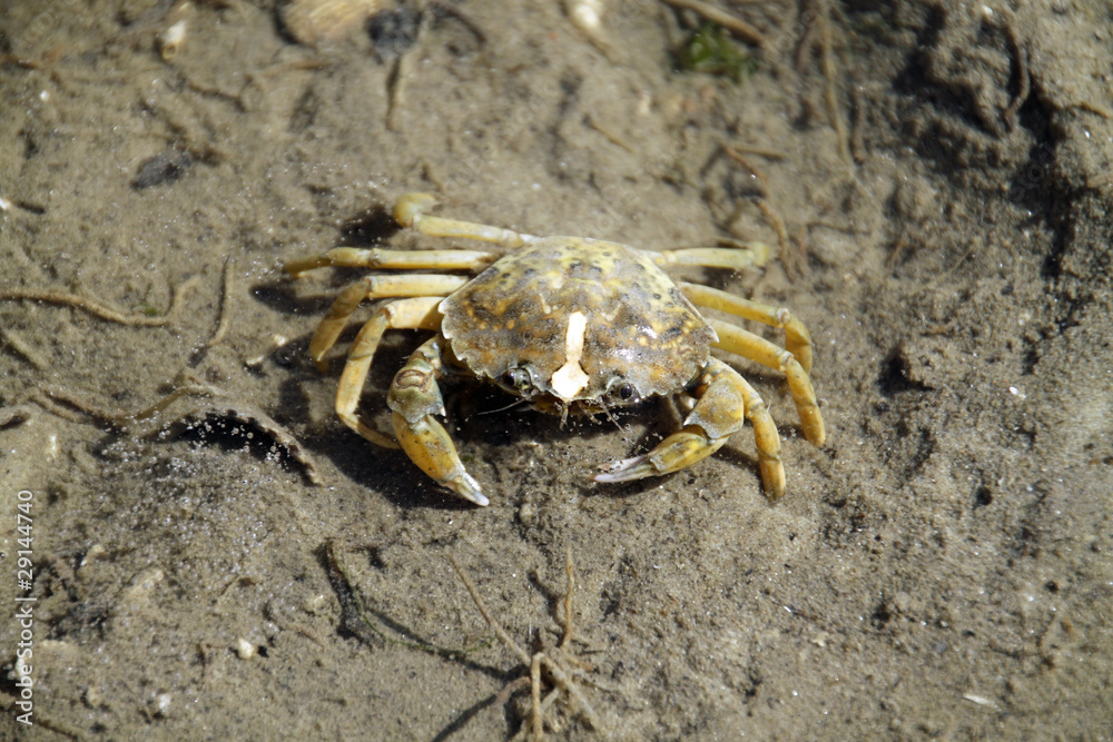 Sandkrabbe StockFoto Adobe Stock
