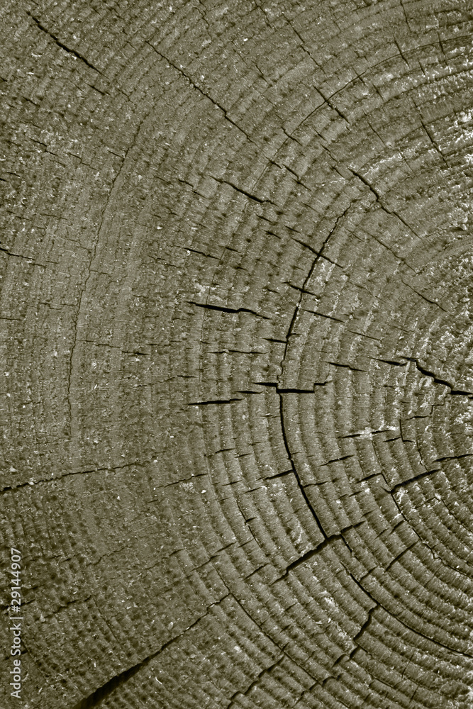 Fototapeta premium Old resinous pine tree cut texture