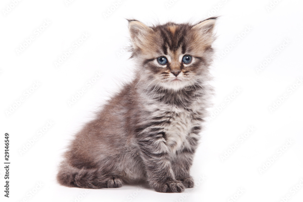 Siberian cat isolated on white Siberian cat isolated on white