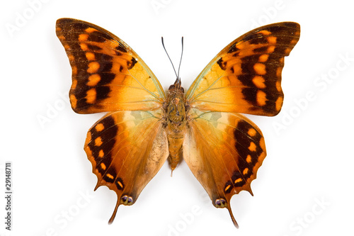 Butterfly Charaxes candiope isolated