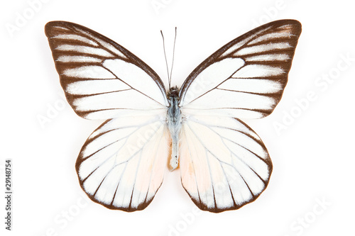 Butterfly Prioneris philonome isolated