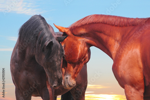 Fotografija the two communicating horses with sunset skies behind