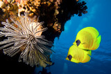 Underwater image of coral reef and Masked Butterfly Fish