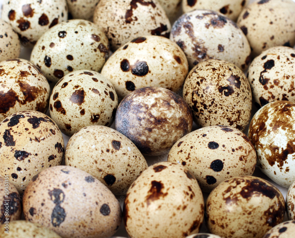 Quail eggs on white background