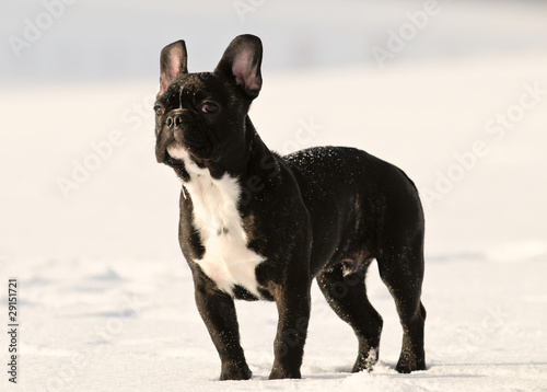 Französische Bulldogge, Schnee, Portrait, Winter © Daniela Hofer