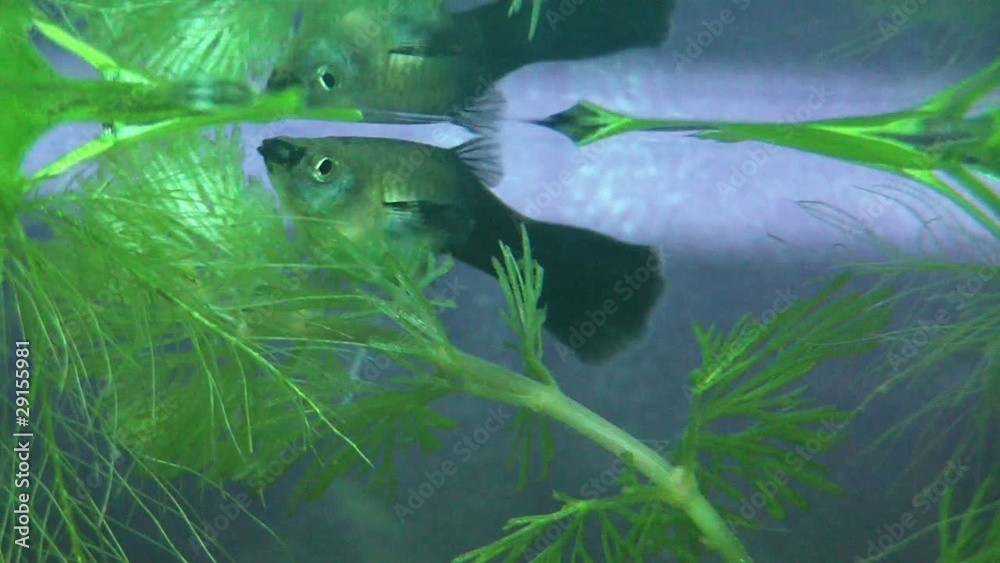 guppy weibchen geburt StockVideo Adobe Stock