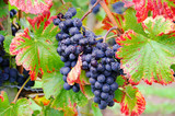 Weintraube rot - grape red 25