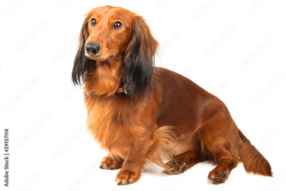 Sitting dachshund over white background