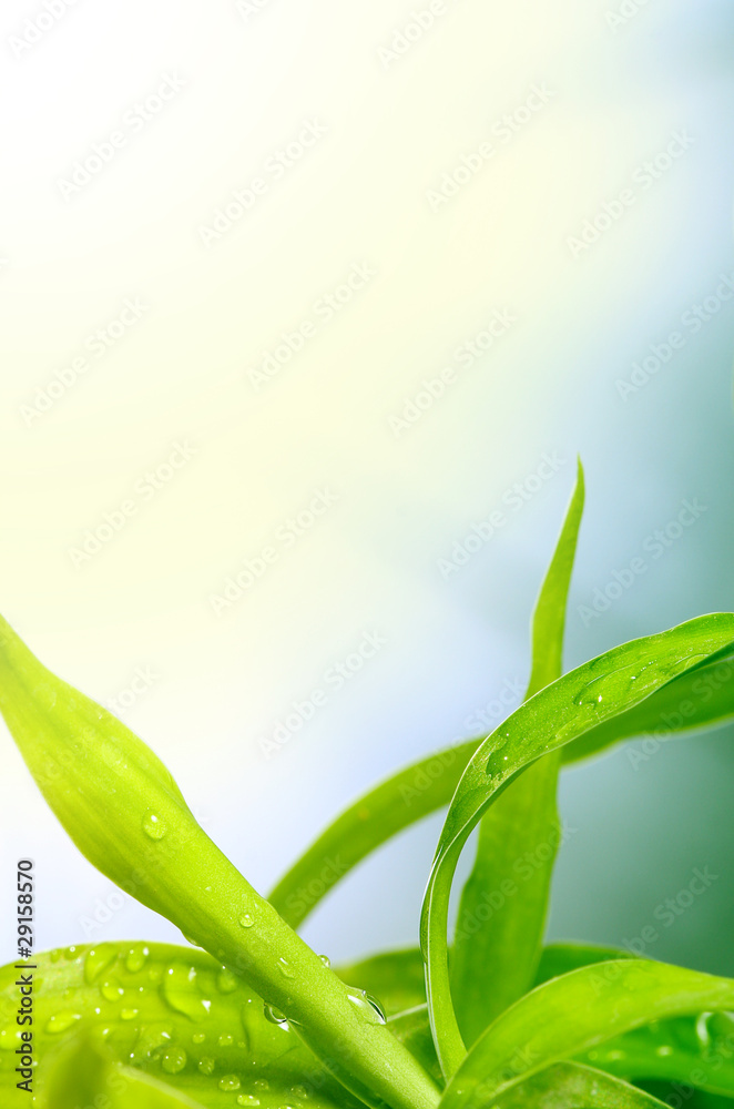 Fototapeta premium soft green leaf background