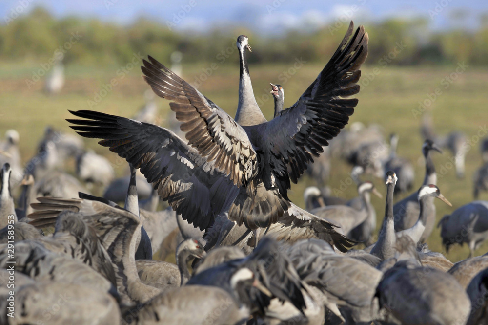 Fototapeta premium Common Crane (Grus grus), Ahula, Israel