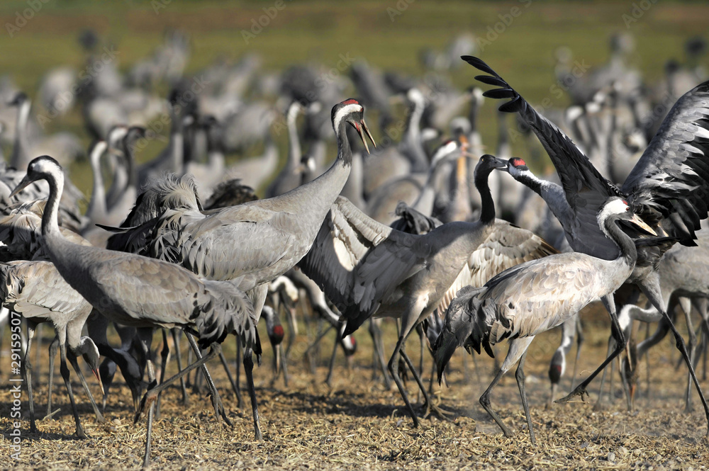 Obraz premium Common Crane (Grus grus), Ahula, Israel