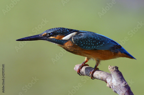 The Common Kingfisher (Alcedo atthis) photo