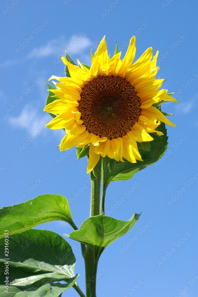 Obraz premium Sonnenblume