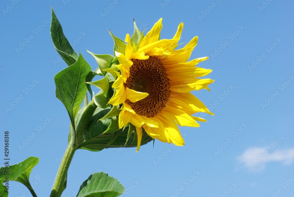 Fototapeta premium Sonnenblume