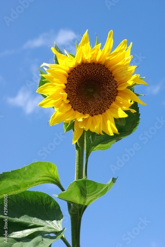 Sonnenblume photo