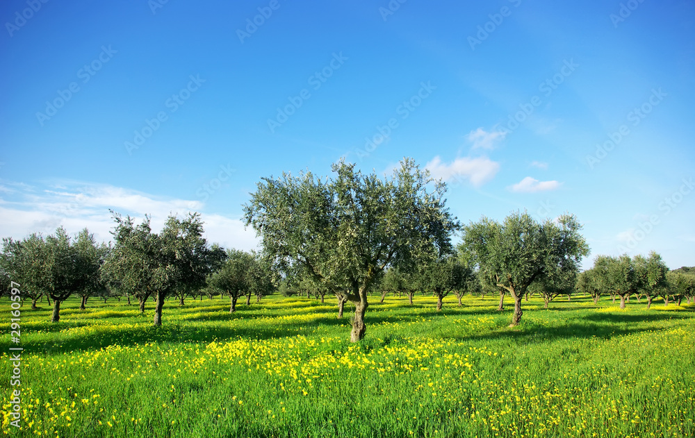 Foto auf Alu-Dibond mit Olivenbaum im grnen Feld in Portugal. -  Nikkel-Art.at