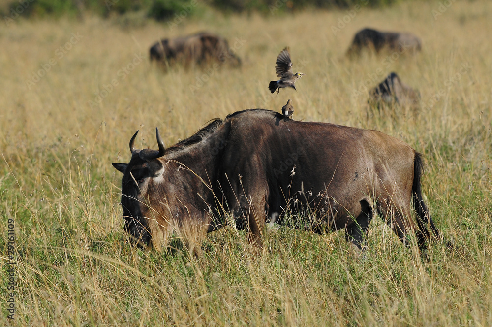 Wildebeest at Masai Mara, Kenya