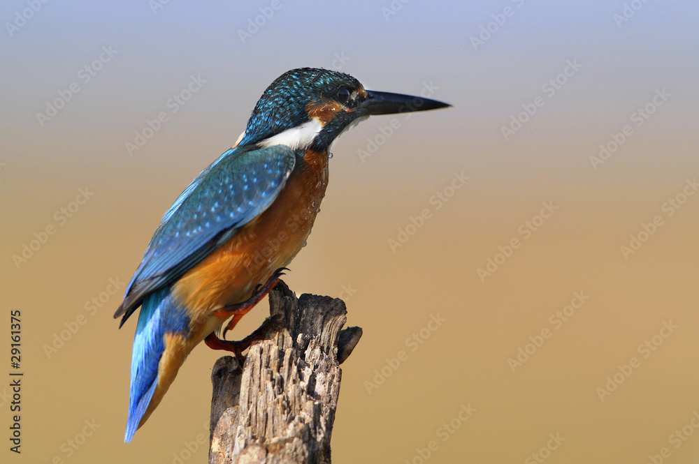 The Common Kingfisher (Alcedo atthis) The Common Kingfisher (Alcedo atthis)
