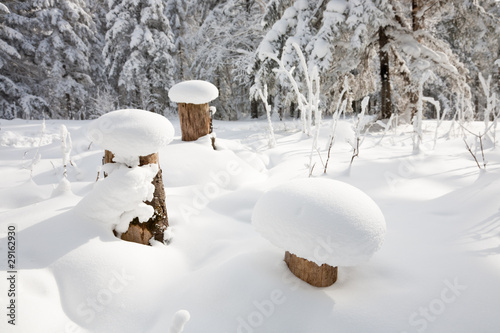 snowdrift in winter forest