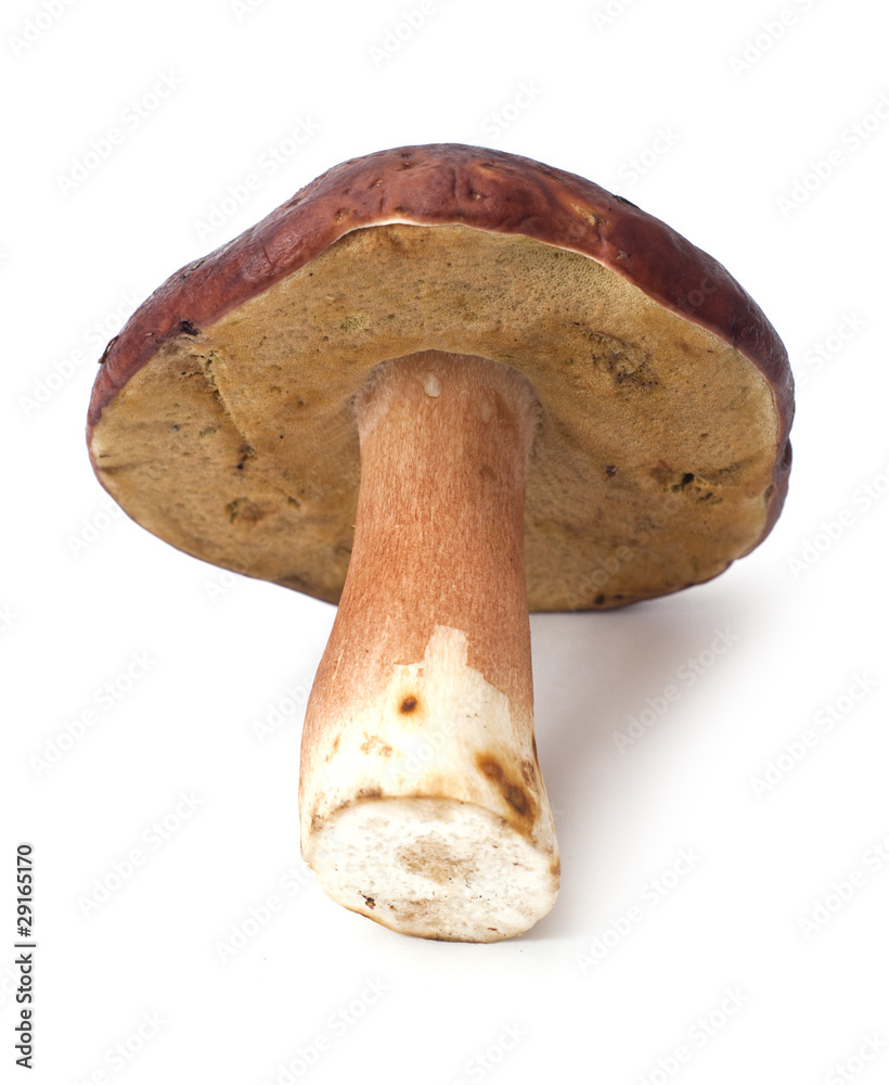 Edible mushroom Boletus Edulis isolated on white Edible mushroom Boletus Edulis isolated on white