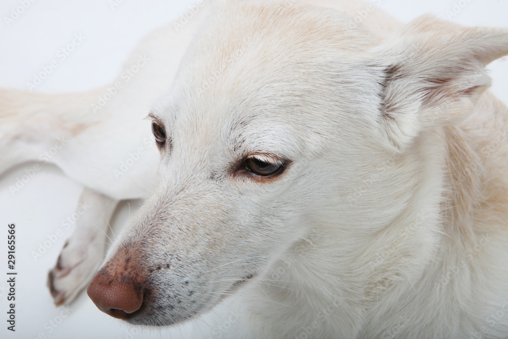weißer hund weißer hund