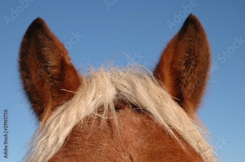 oreilles de cheval photo