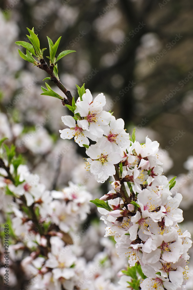 Amandier en fleurs