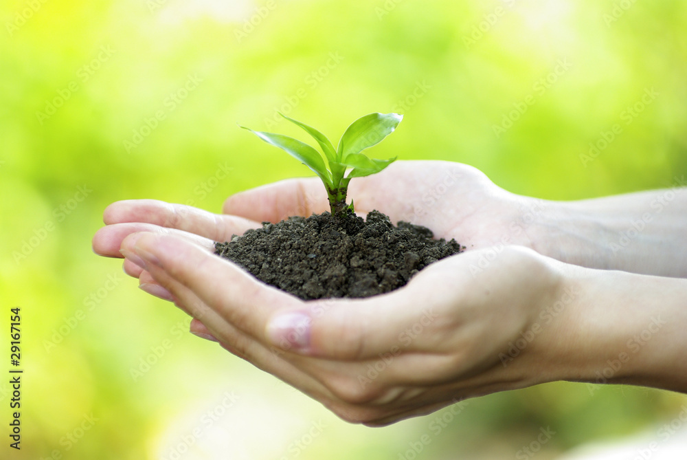 plant in hand plant in hand