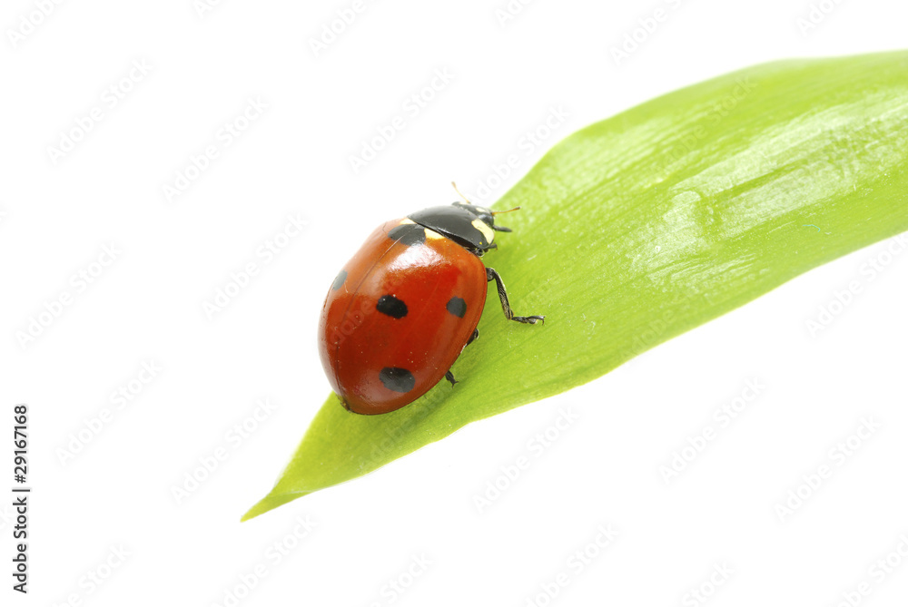 ladybug ladybug