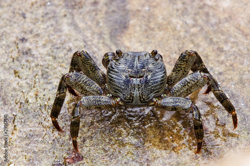 Common rock crab in rockpool