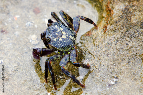 Common rock crab in rockpool