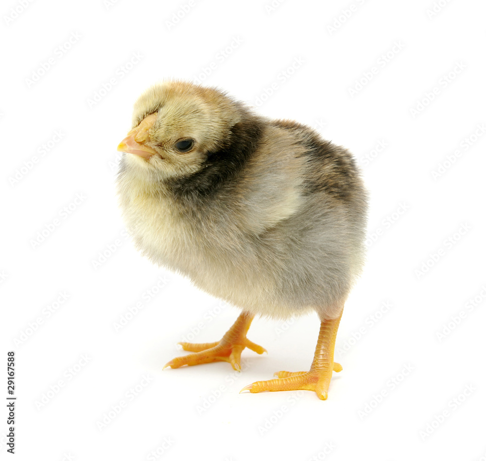 chicken chicken