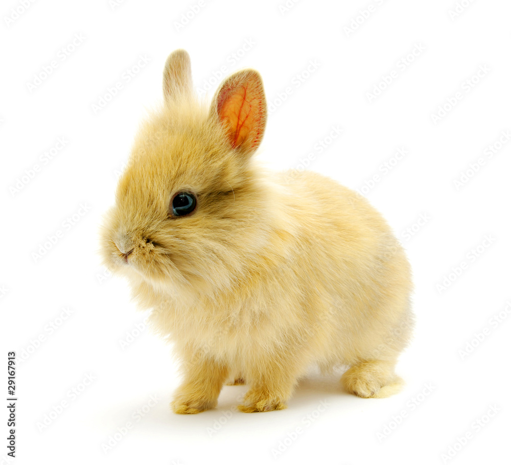 brown rabbit