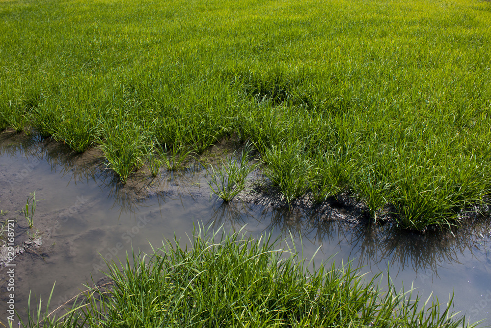 rice field rice field