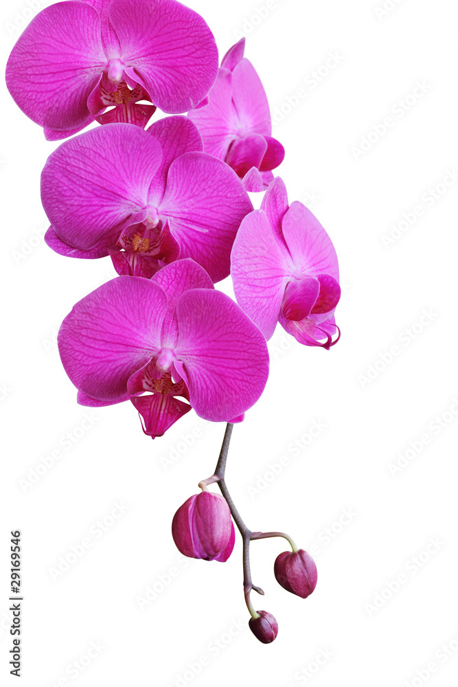 Orchid on white Orchid on white