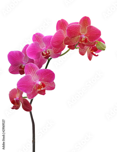 Obraz na płótnie Orchid on white w salonie